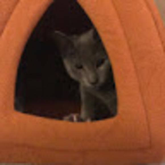 Meet your Posher, Princess - Picture 1 of 1